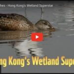 Film of Mai Po Marshes – Hong Kong’s wetland superstar