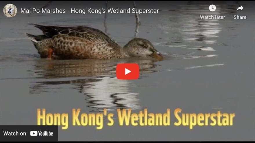 Film of Mai Po Marshes – Hong Kong’s wetland superstar