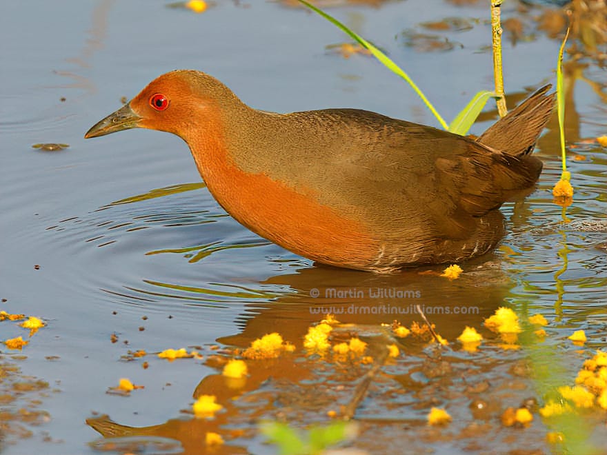 Birds of Pui O on Lantau, Hong Kong