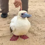 Tired and perhaps injured Red-footed Booby rescued on Cheung Chau