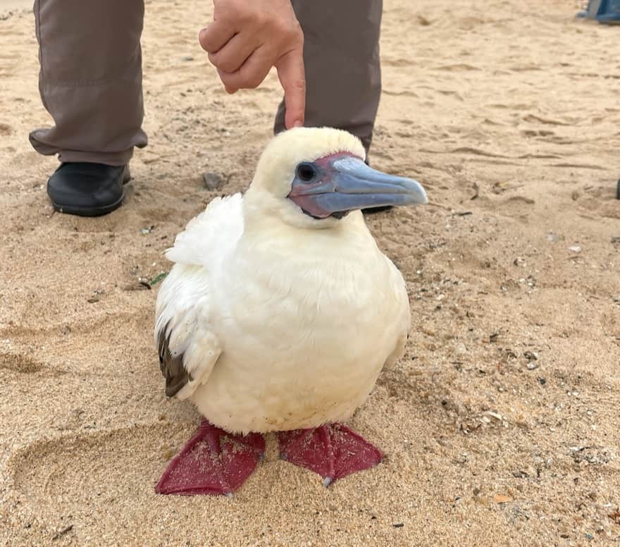 Tired and perhaps injured Red-footed Booby rescued on Cheung Chau
