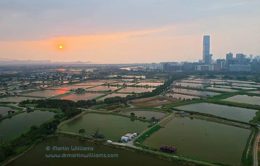 San Tin Fish Ponds a Key Part of Deep Bay wetlands and Can Help Flood Control