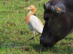 牛背鷺和水牛