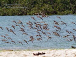 大嶼山上的紅脖子