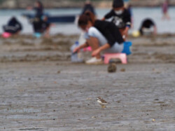 肯特鴴和挖蛤蜊