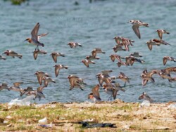 水口的紅頸鴴和沙鴴