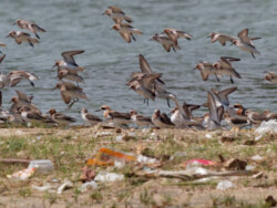 水鳥和膝上樹液
