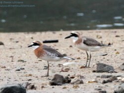 西伯利亞小沙鴴和大沙鴴
