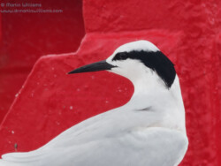 Black-naped Tern