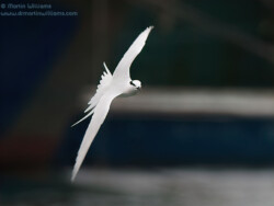 Black-naped Tern