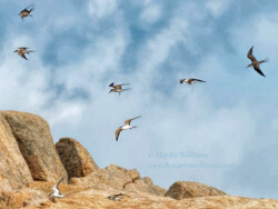 Bridled Terns over Castle Rock