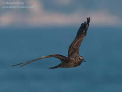 Brown Noddy from ferry