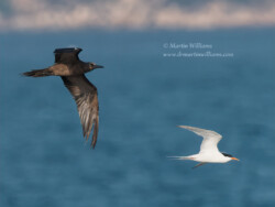 Brown Noddy and Roseate Tern from ferry