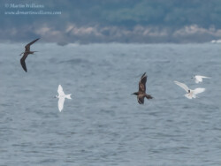 Brown Noddy with Bridled, Black-naped and Roseate Terns