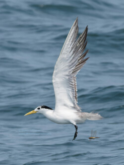 Greater Crested Tern