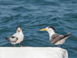 Greater Crested Terns
