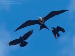 Lesser Frigatebird mobbed by Large-billed Crows