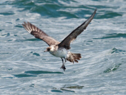 Pomarine Skua
