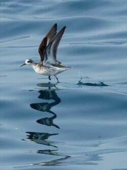 Red-necked Phalarope