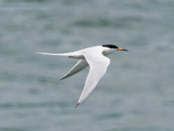 Roseate Tern