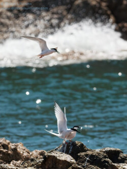 Roseate Terns
