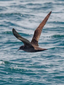 Short-tailed Shearwater
