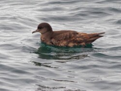 Short-tailed Shearwater
