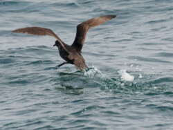 Short-tailed Shearwater taking off