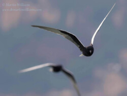 White-winged Terns