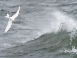 Black-naped Tern, from ferry