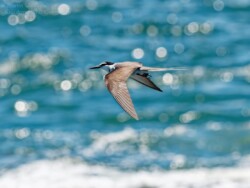 Bridled Tern dappled sea