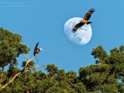 Lesser Frigatebird and Black Kite w rising moon