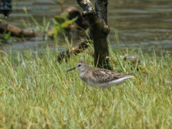 長腳趾 Stint,秋季