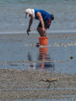 Whimbrel 和貝類收藏家