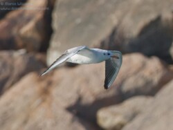 Common Black-headed Gull