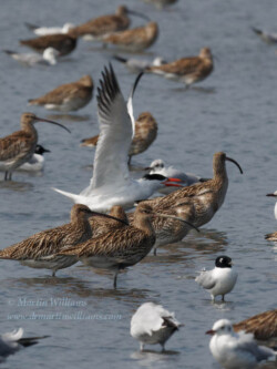 Caspian Tern and Eurasian Curlew