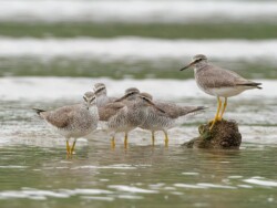 灰尾閒談樂隊,水口