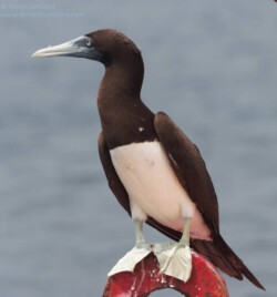 Brown Booby