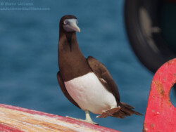 Brown Booby