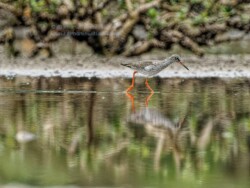 Common Reshank n 紅樹林倒影水口