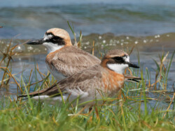 大沙鴴和西伯利亞沙鴴