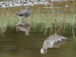 灰尾閒話者和黑翅長腳鷸