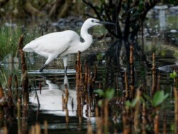 小白鷺在水口紅樹林中狩獵