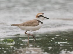 雄性肯特鴴,粉紅色腿,水口