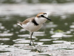 黑腿雄性肯特鴴,水口