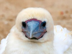 Red-footed Booby: a badly injured bird, later euthanised