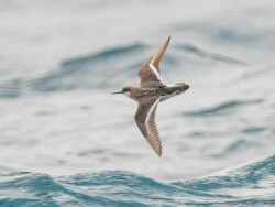 Red-necked Phalarope flight