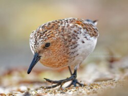 大嶼山水口的紅脖子駐地