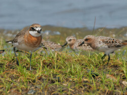 西伯利亞小沙鴴和紅頸鴴