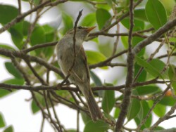 大嶼山水口的二斑綠鶯